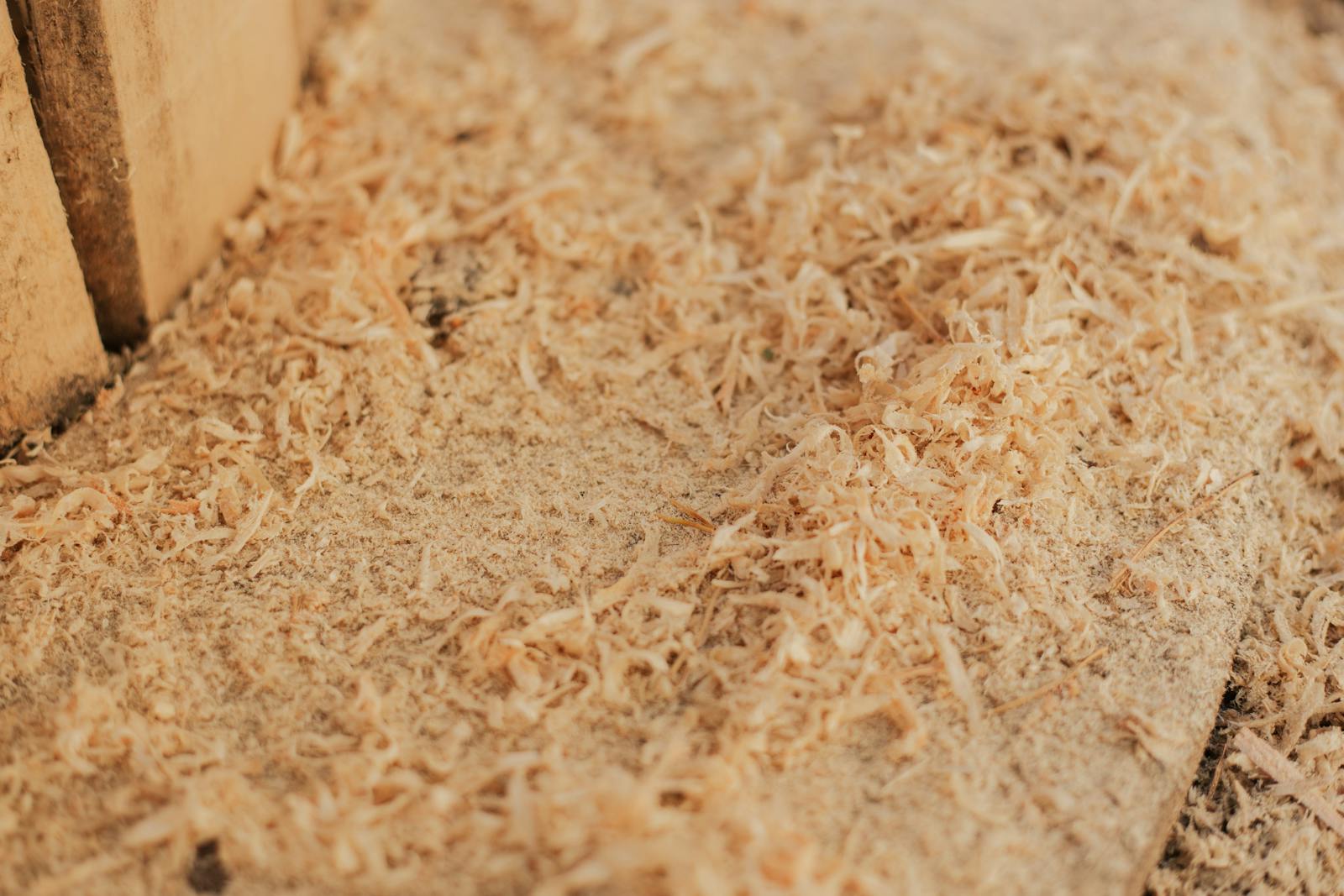 Detailed close-up of fine sawdust spread across a wooden surface.